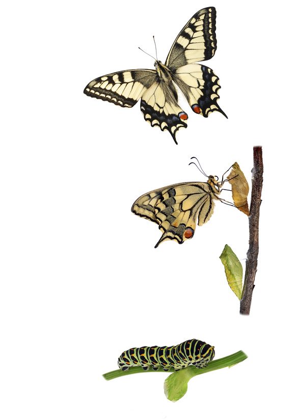 Metamorphose von der Raupe über den Kokon zum Schmetterling von unten: die hellgrüne, schwarz segmentierte Raupe auf grünem Blattstengel darüber: kleiner brauner Ast mit Rest eines beigen Kokons und dem daraus schlüpfenden Schmetterling oben: der voll entfaltete Schmetterling, ein Schwalbenschwanz, beige mit grau-schwarzer Randzeichnung der Flügel.